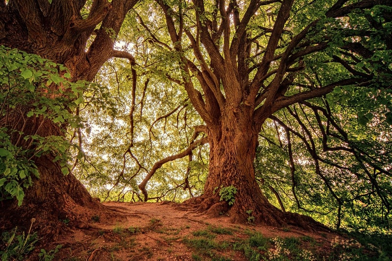 Forest Whimsy